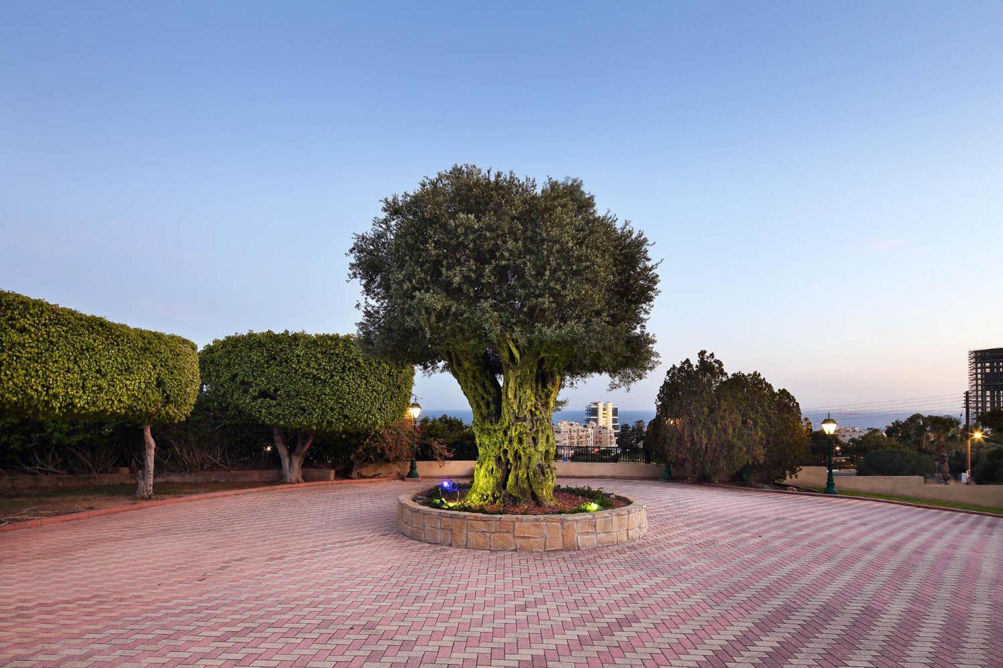 לימסול Olive Tree Apartments מראה חיצוני תמונה
